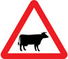 Cattle likely to be in road ahead