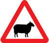 Sheep likely to be in road ahead