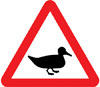 Wild fowl likely to be in road ahead